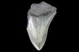 Partial, Fossil Megalodon Tooth - Serrated Blade #88865-1
